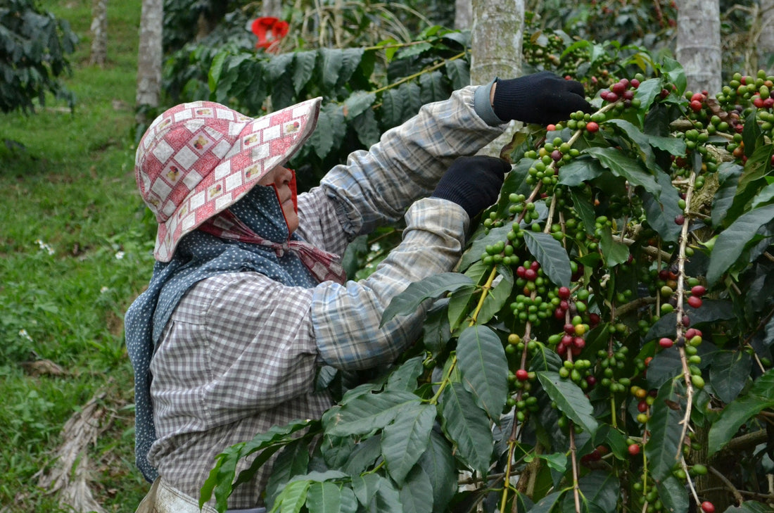 Coffee farmer harvesting ripe coffee cherries in a field