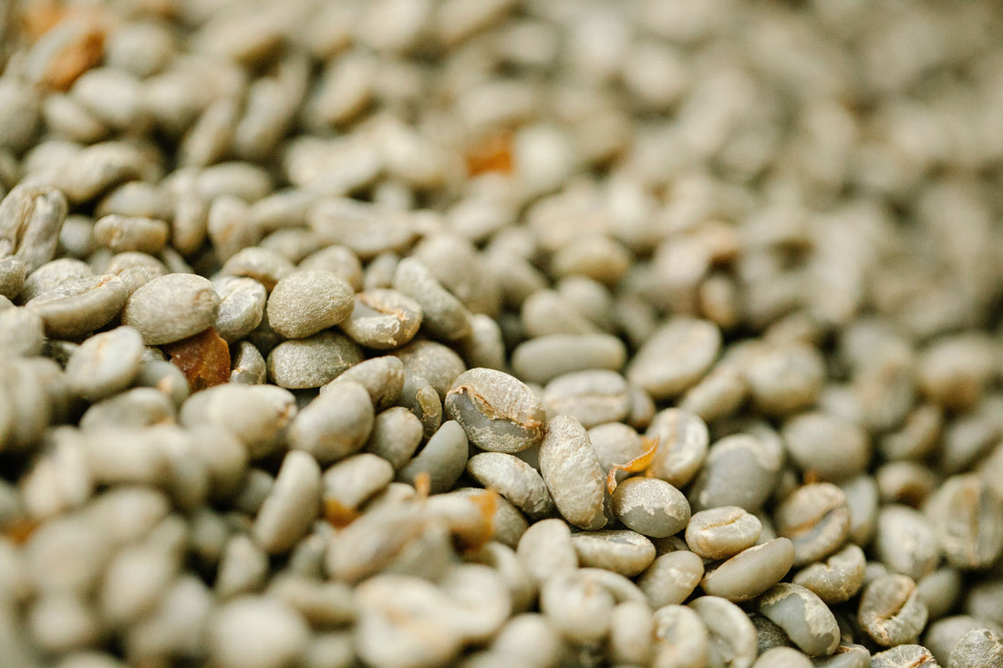 Close-up of unroasted green coffee beans before roasting